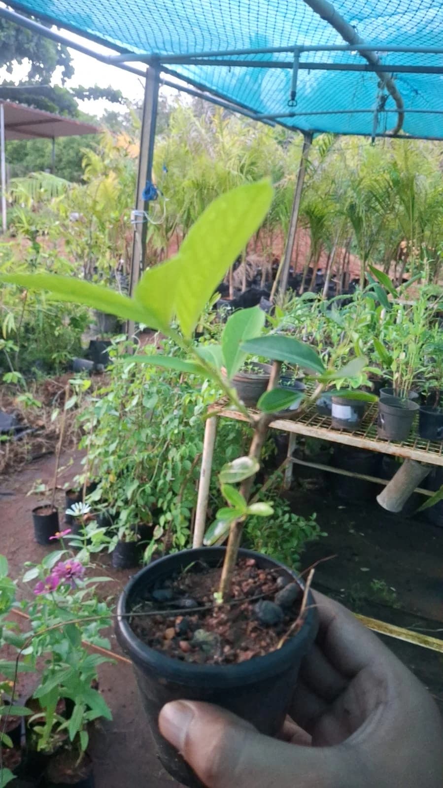 Lagerstroemia thumbnail 2
