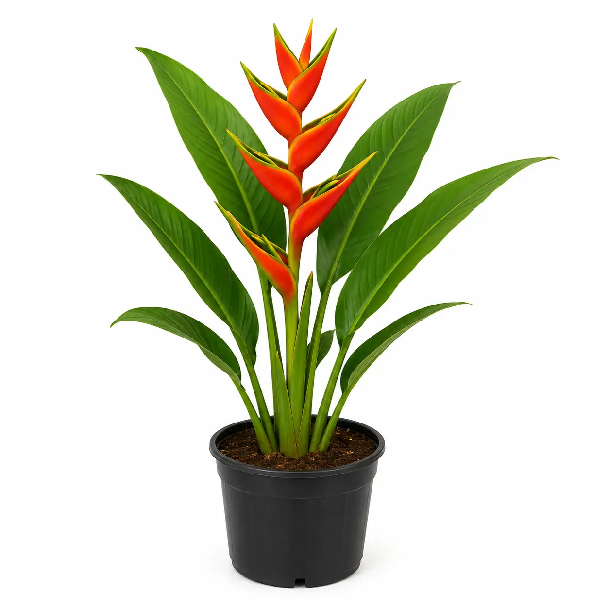Heliconia